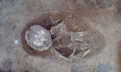 Roman infant burial
